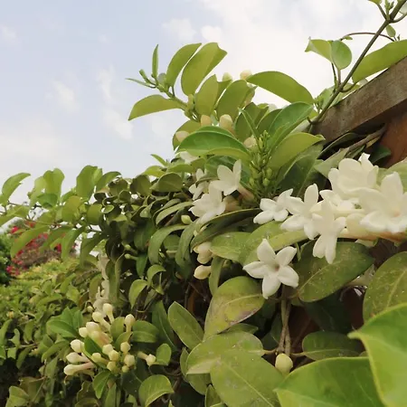 The Paradise By Taimoura *