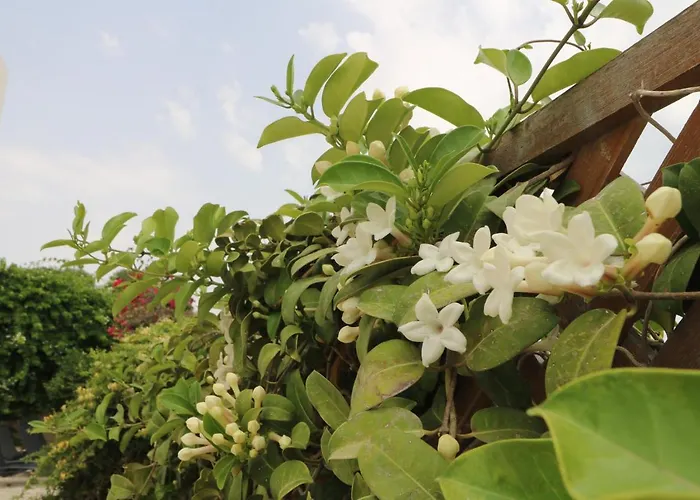 The Paradise By Taimoura *